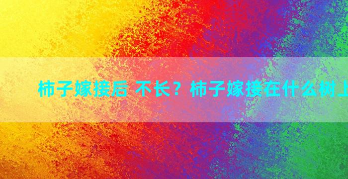 柿子嫁接后 不长？柿子嫁接在什么树上比较好